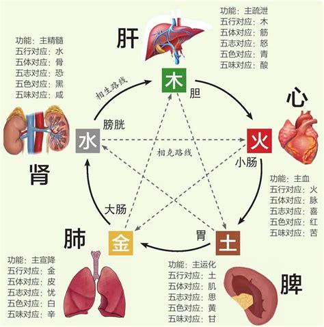 五行 五脏|臟腑